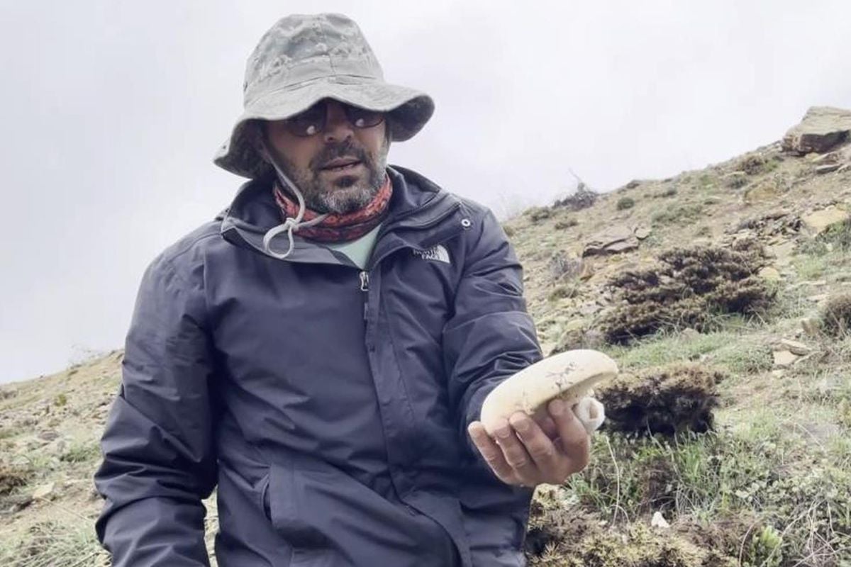 2 bin rakımda yetişen çaşır mantarı altınla yarışıyor