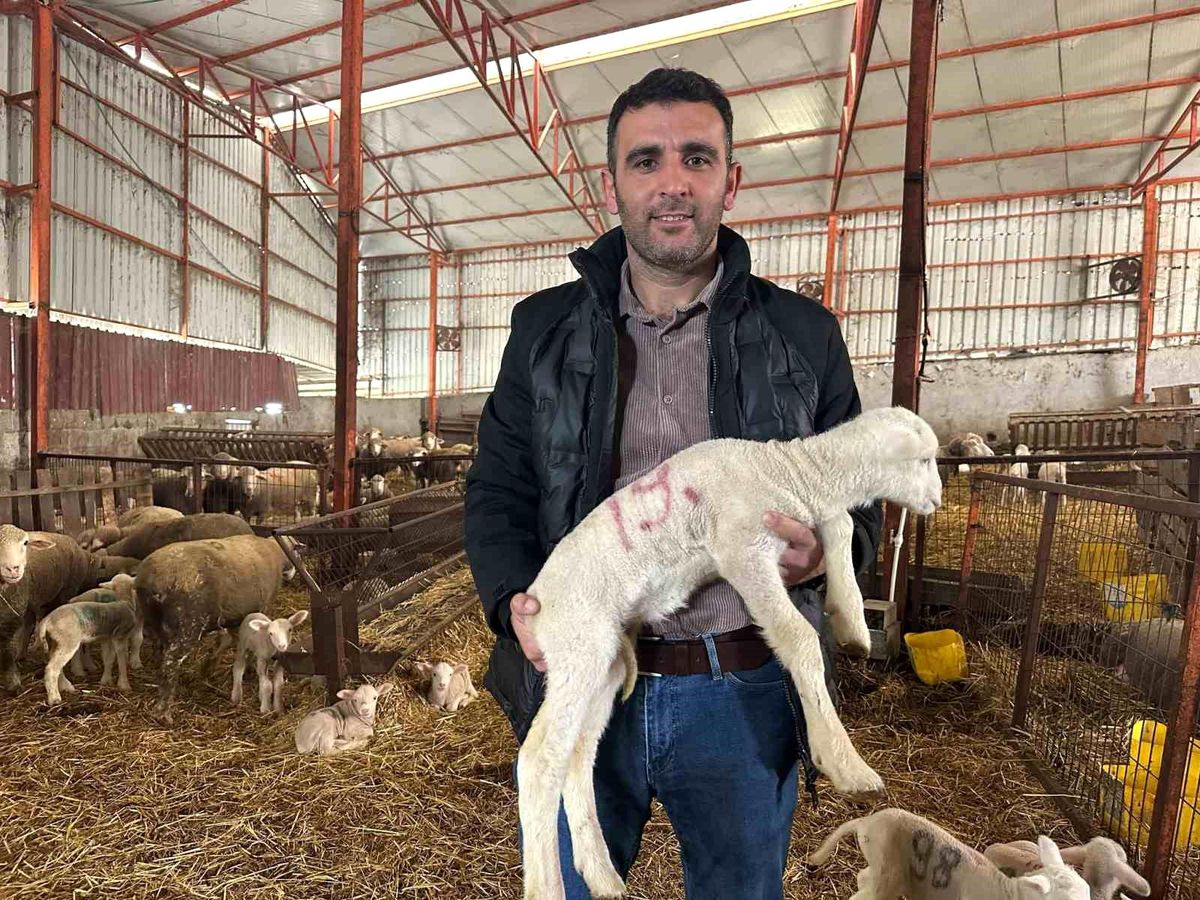 57 yıllık tecrübeden koyunculuğa başlayacaklara önemli öneriler