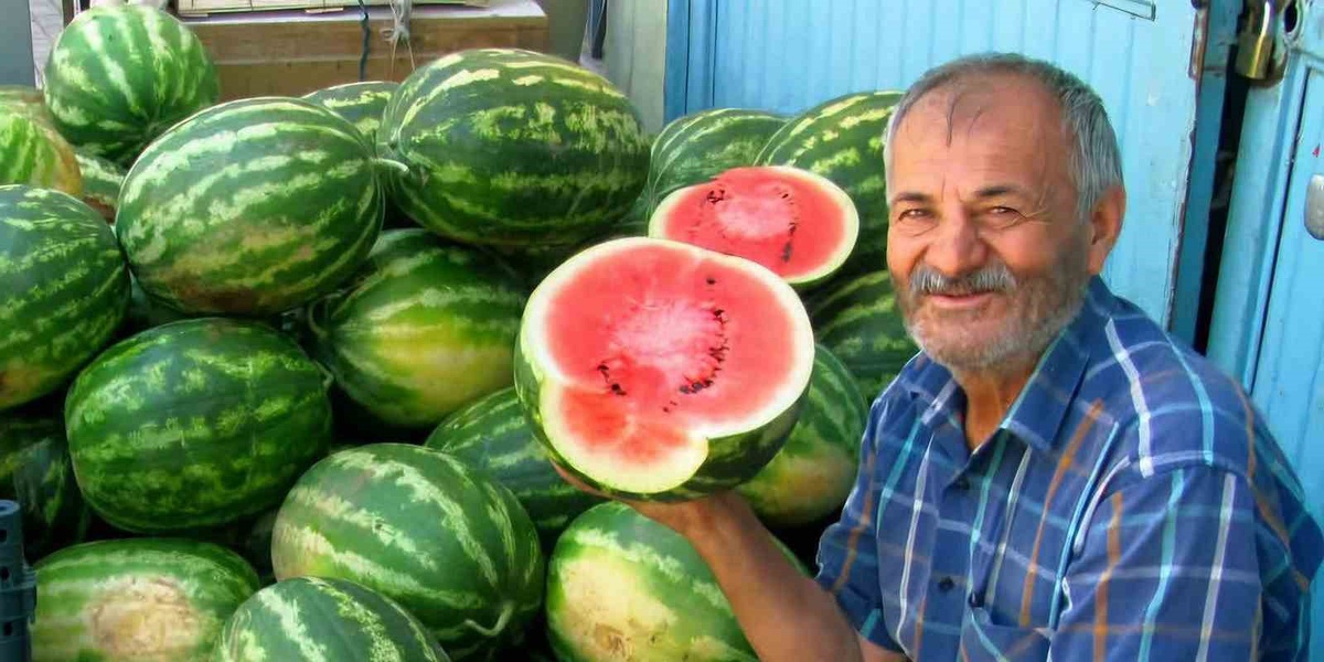 Gaziantep Araban'da 5 bin dönümde güz karpuzu hasadı sürüyor