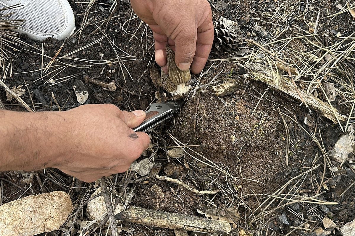 Kastamonu'da yanan ormanlık alanın küllerinden servet doğdu