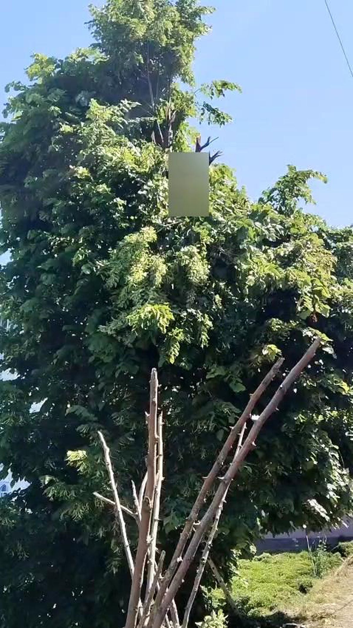 Rize'de ıhlamur toplarken elektrik akımına kapılan vatandaş hayatını kaybetti