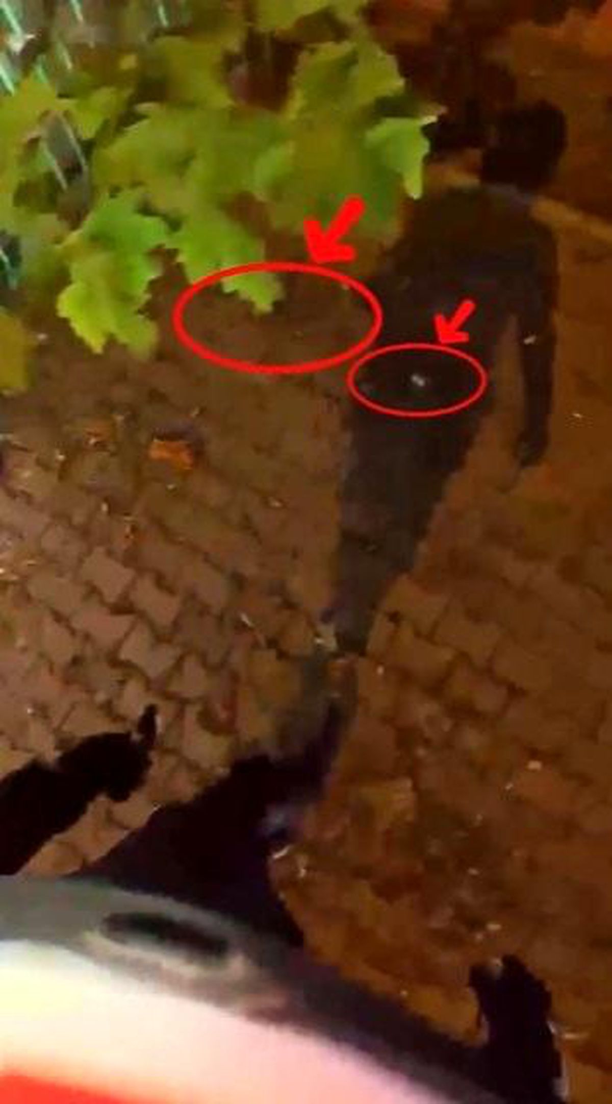 Yere attığı uyuşturucu polisin yaka kamerasına takıldı